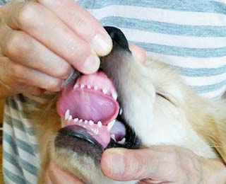 犬の歯は何本 松原市 歯科医院 宇野歯科医院